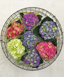 Fleurs-amanda-weybridge-Surrey-bouquets-10