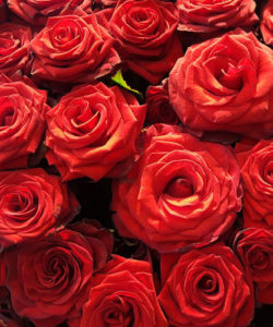 Fleurs-amanda-Surrey-Valentine's-day-Red-Roses-2